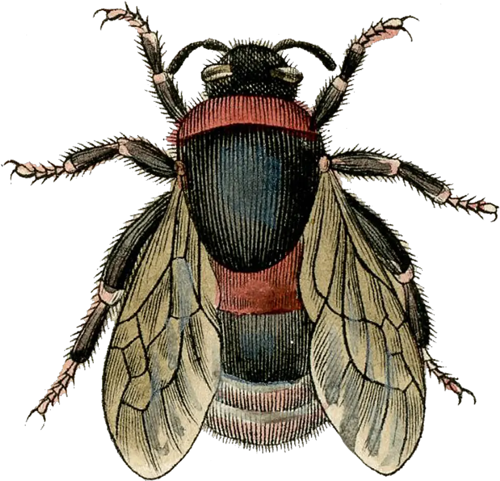 Png Image Of A Fly With Transparent Vintage Bee Stickers Fly Transparent Background