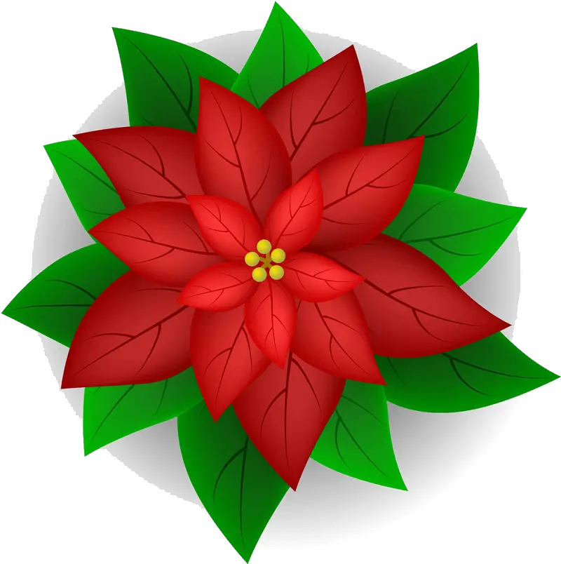 Poinsettia Clipart Poinsettia Flower Vector Png Poinsettia Icon Png