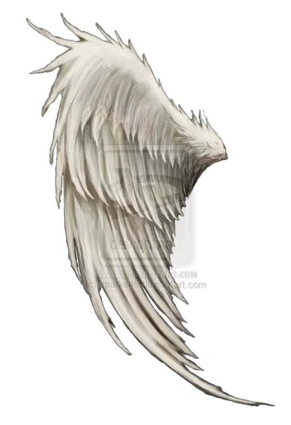 Cool Angelic Wing Right Png Format