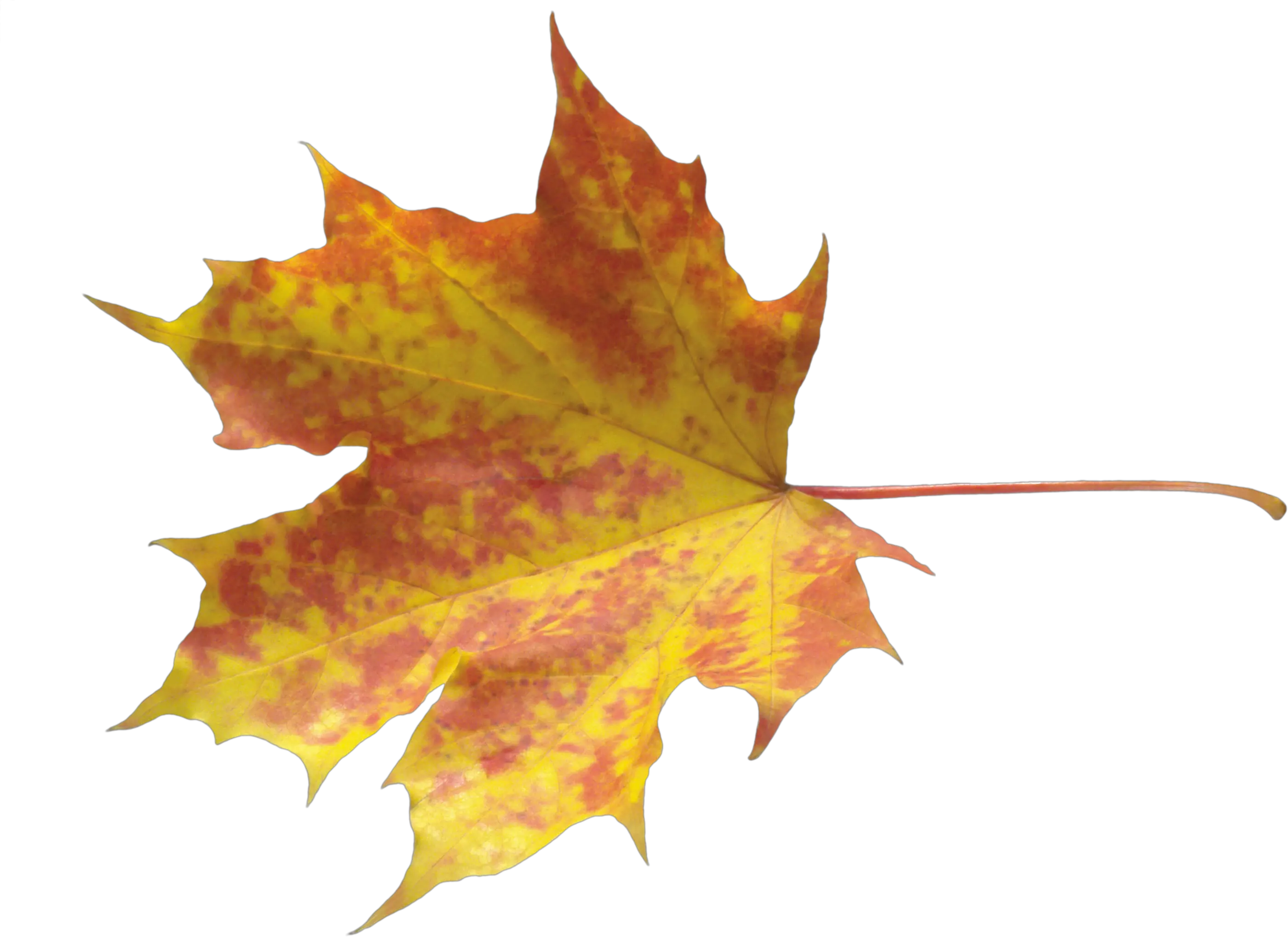 Autumn Leaves Png Image Leaves Daun Png Autumn Leaves Png