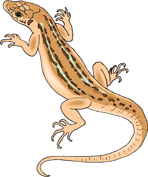 Transparent Library Free Lizard Clipart Lizard Clipart Png Lizard Transparent